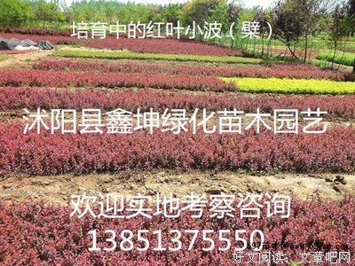 关于叶小波名人名言