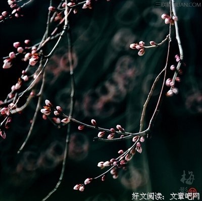 最新的《斜阳》经典语录