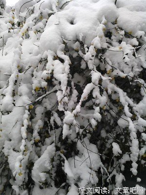 最新的《春雪》经典句子