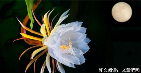 15条关于昙花一现的经典语句