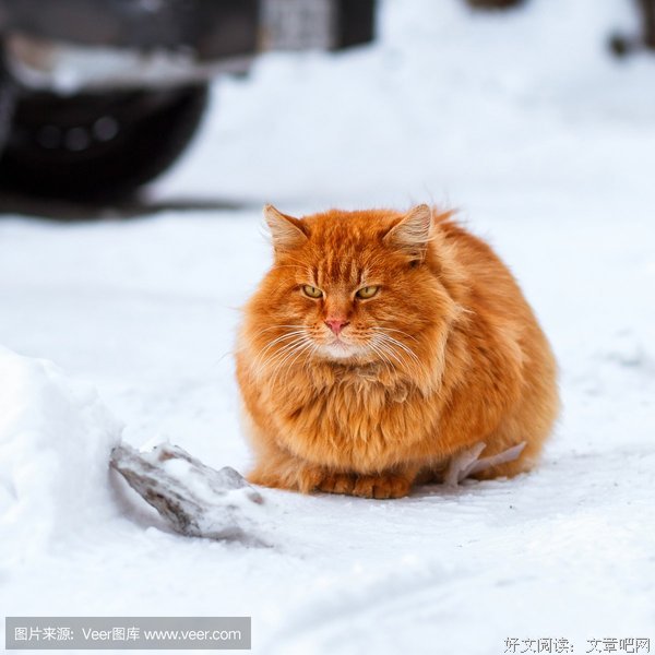 乞到和钱扎姜的雪的句子