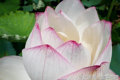 最全的《花物语》经典语录