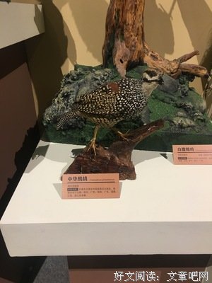 15条关于花鸡的经典语句