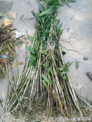 有关密花x名言