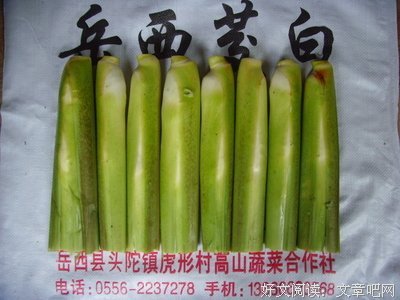 最新的七茭白精彩语录