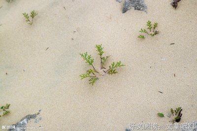 成年人的世界，谁不是在假装坚强
