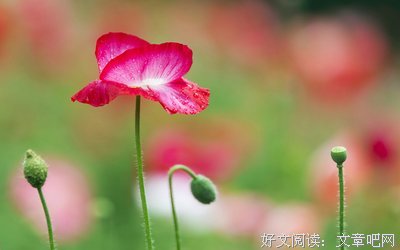 《美人何处》佳句摘抄大全
