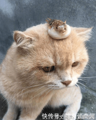 男人都是偷腥的猫，女人却总觉得养了一条忠诚的狗