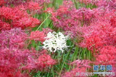 有关曼陀罗华的美文美句摘抄