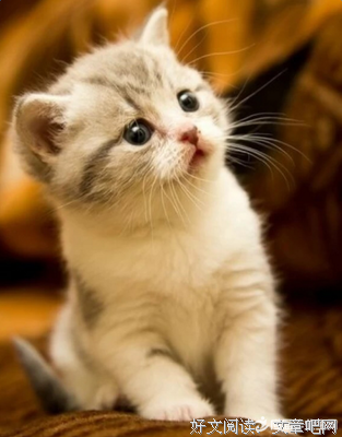 猖獗的语句摘抄_关于猖獗的语句