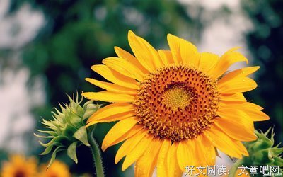 最全的《浪花一朵朵》经典句子大全
