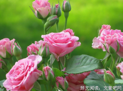 关于双全的语句