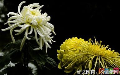 有关古 好句的句子