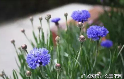 《刺骨的痛》的句子