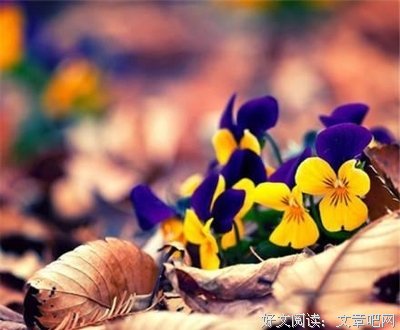 最全的辛夷坞名言警句