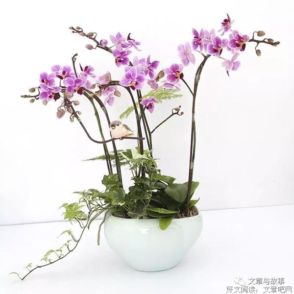 经典短篇：一束花