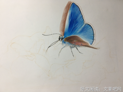 蓝蝴蝶zy名言