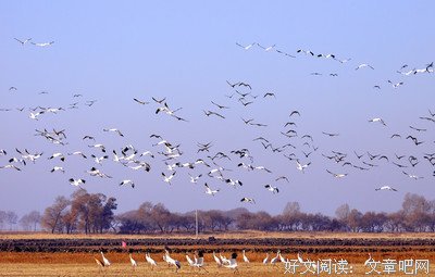 最新的《十五年等待候鸟》经典句子