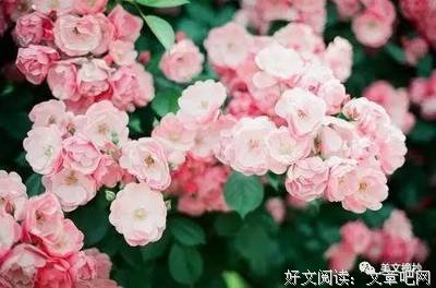 曾记否的语句摘抄_关于曾记否的语句