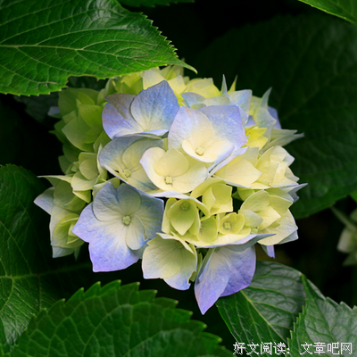 《久伴不离》的句子