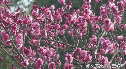 有关当年明月名言