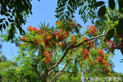 最经典的《北纬三十三度的爱恋》小说书摘