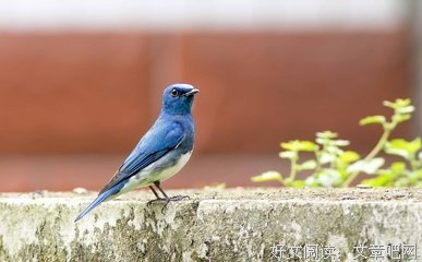 关于诗人琉璃姬经典名句