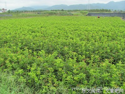木犀名言大全