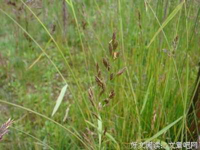 2018午夜牧羊女精彩语录