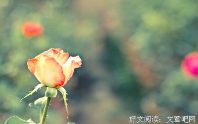 最全的《唯一的心愿》小说句子大全