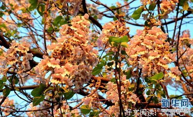 深山藏晚春，桐花犹盛开