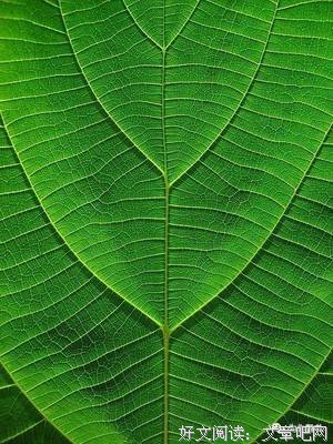 木心优美的句子