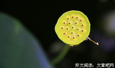 仓央嘉措：红尘最美的情郎