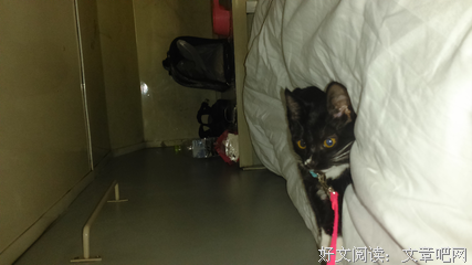 在大学宿舍养猫是一种什么样的体验？
