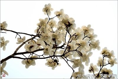 关于柳春花的名言