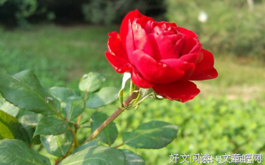 你的孤单不是悲伤经典的句子