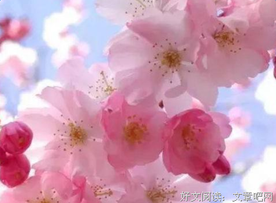 樱句子大全