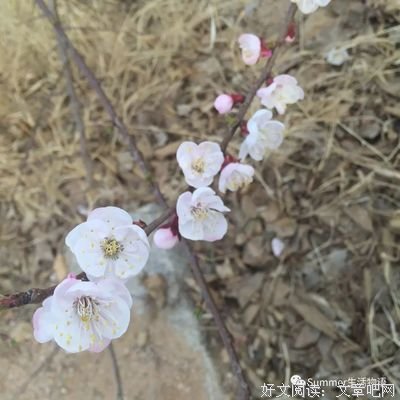 流年似天风，随波好大逝句子大全