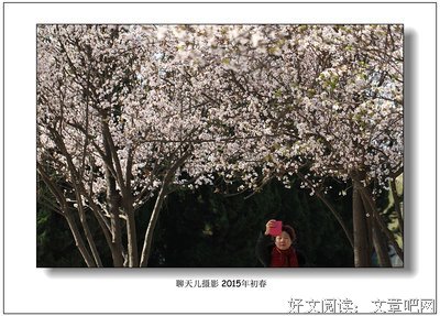《繁枝》经典句子