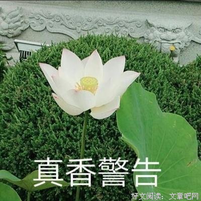 最全的《莲花》佳句摘抄