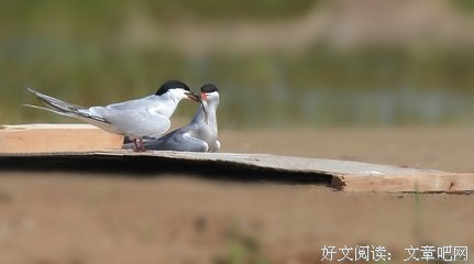 举案齐眉的句子