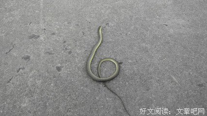 最新的《遇蛇》语录摘抄