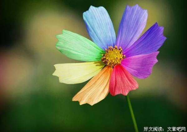 世间有一种无根的花，叫虚荣