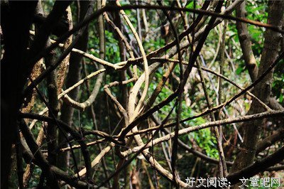 描写肆无忌惮的经典句子
