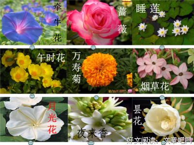 懷唸烟草滴味道的优美句子