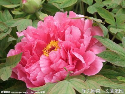 最经典的《红牡丹》小说摘抄