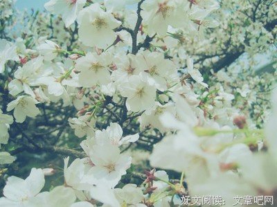 《长安乱》经典语录大全