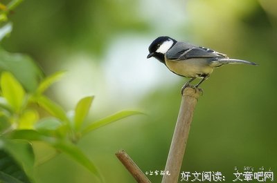 最全的《飞鸟集》好段摘抄