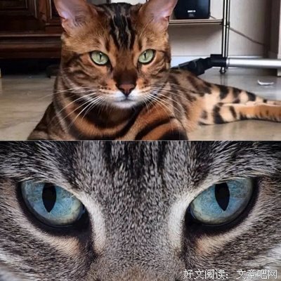 娜扎猫眼妆究竟是什么神仙妆容啊谁不想要撸一个同款出来