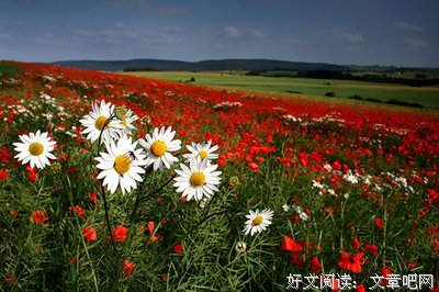 有关左耳的句子